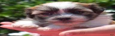 Chipmunk 