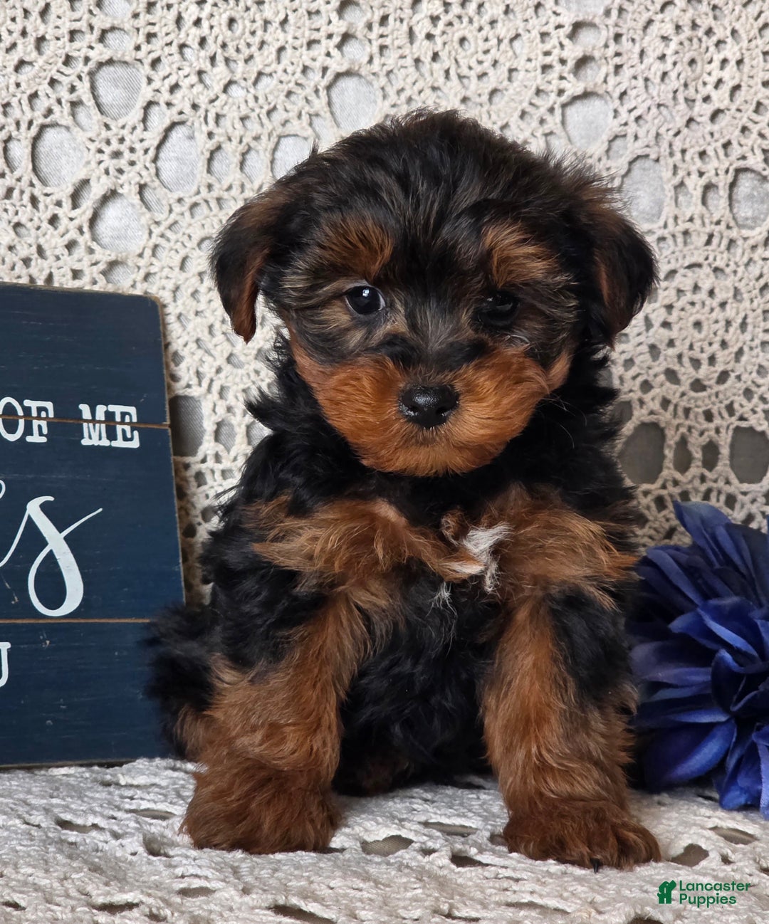 Yorkiepoo dogs for sale: Romeo - Ad 2