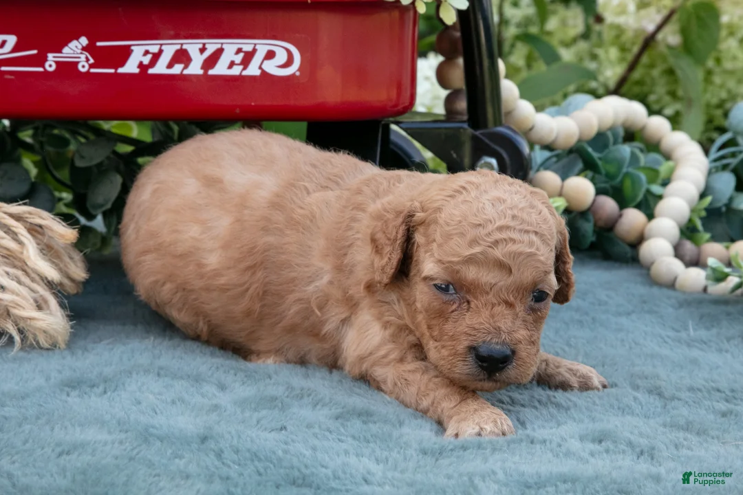Mini Goldendoodle dogs for sale: Barbie - Ad 3