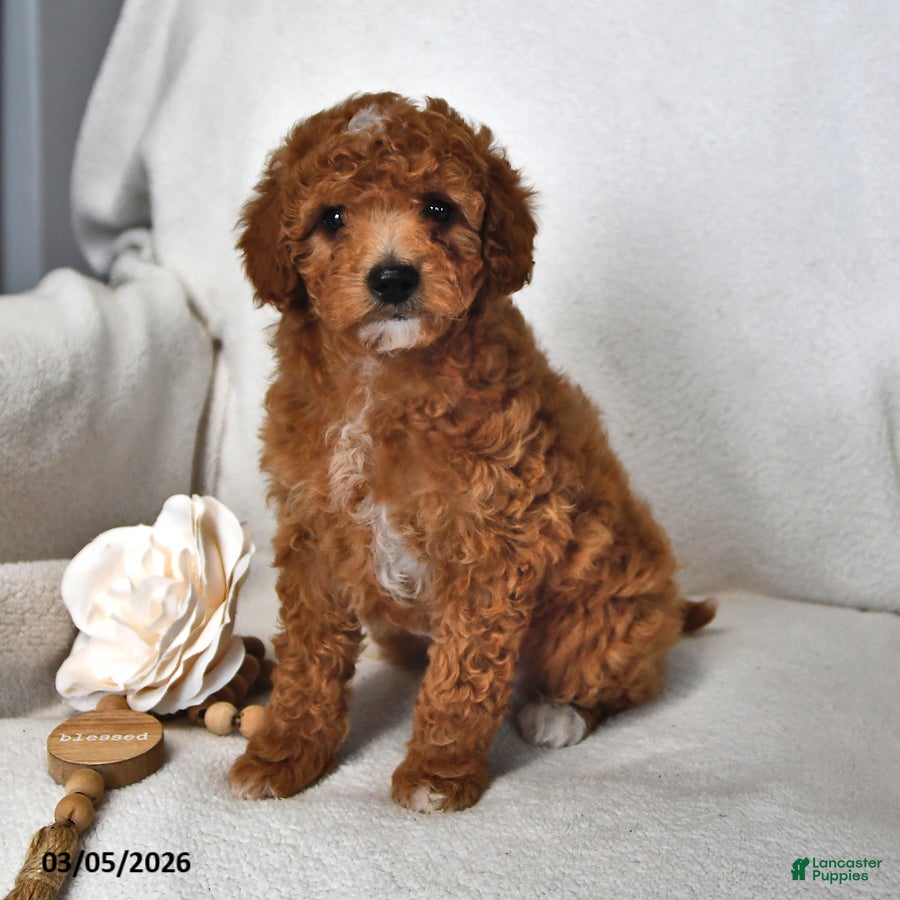 Mini Goldendoodle dogs Jasmine - Ad 1