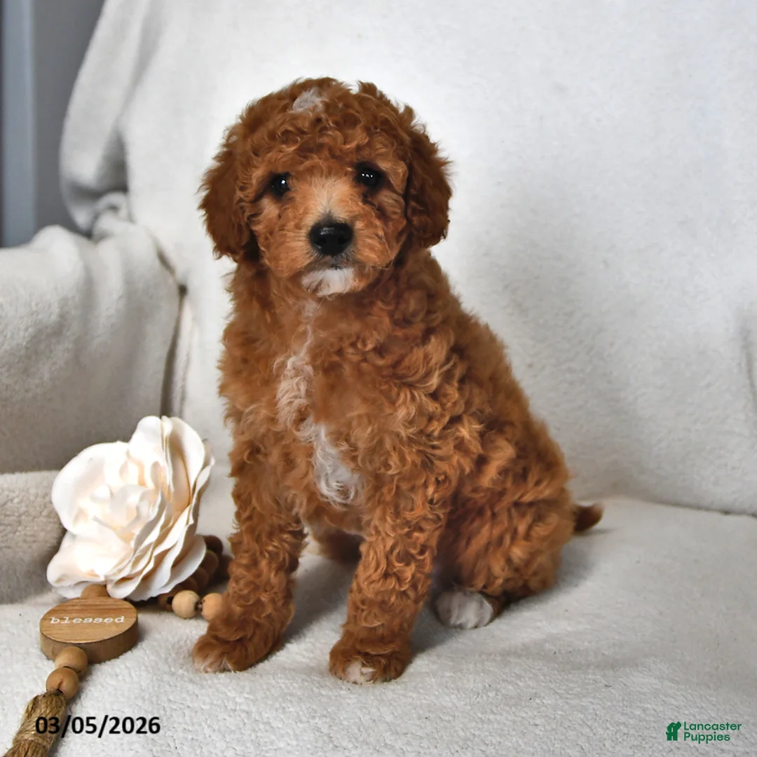 Mini Goldendoodle dogs for sale: Jasmine - Ad 1