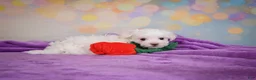 Maltese dogs for sale: Peanut - Ad 11