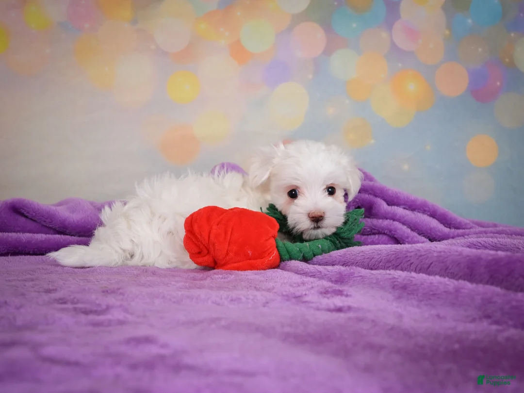 Maltese dogs for sale: Peanut - Ad 11