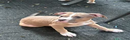Mixed Breed dogs for sale: Daphne - Ad 4