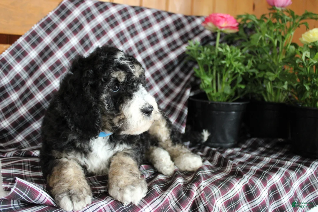 Bernedoodle dogs for sale: Chris - Ad 2