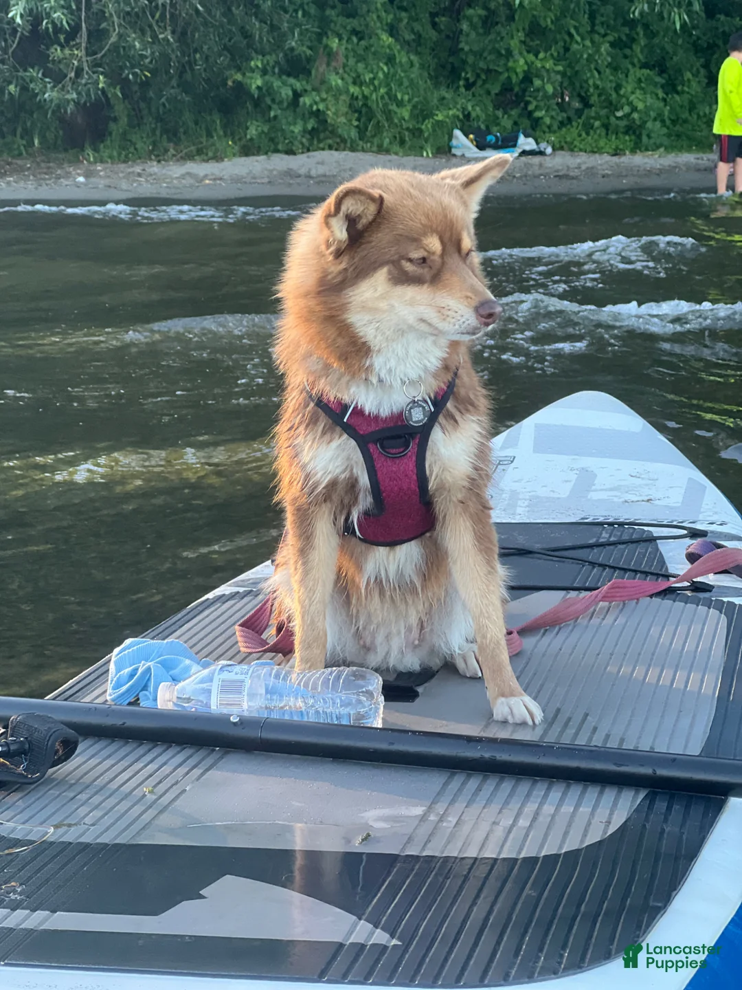 Pomsky dogs for sale: Pomsky Puppy 2 - Ad 14