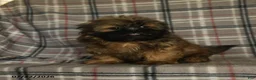 Shih Tzu dogs for sale: Ken  - Ad 6