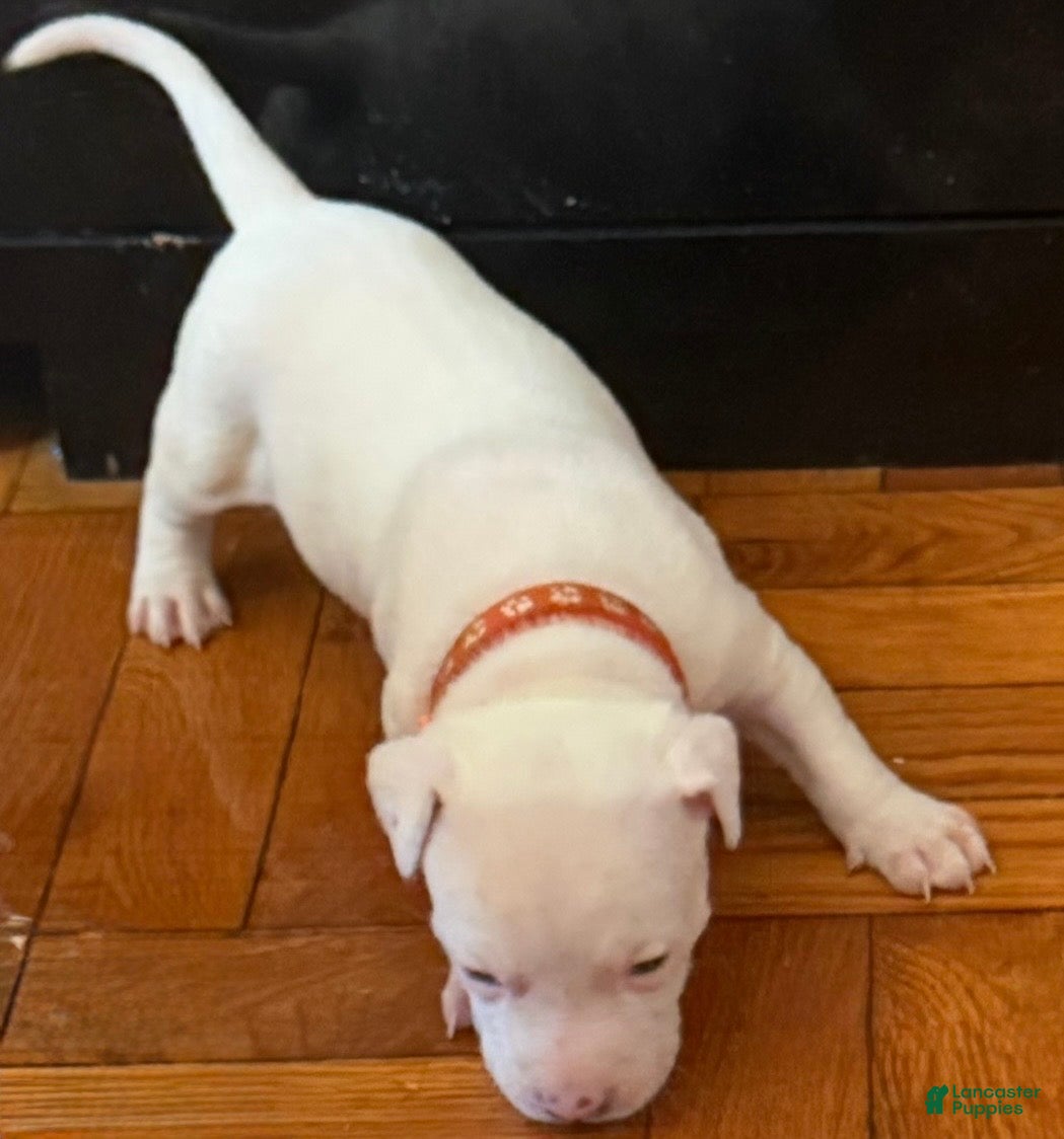 Mixed Breed dogs IVY - Ad 21
