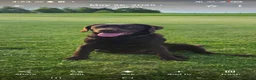 Labrador Retriever dogs for sale: Hazel - Ad 4