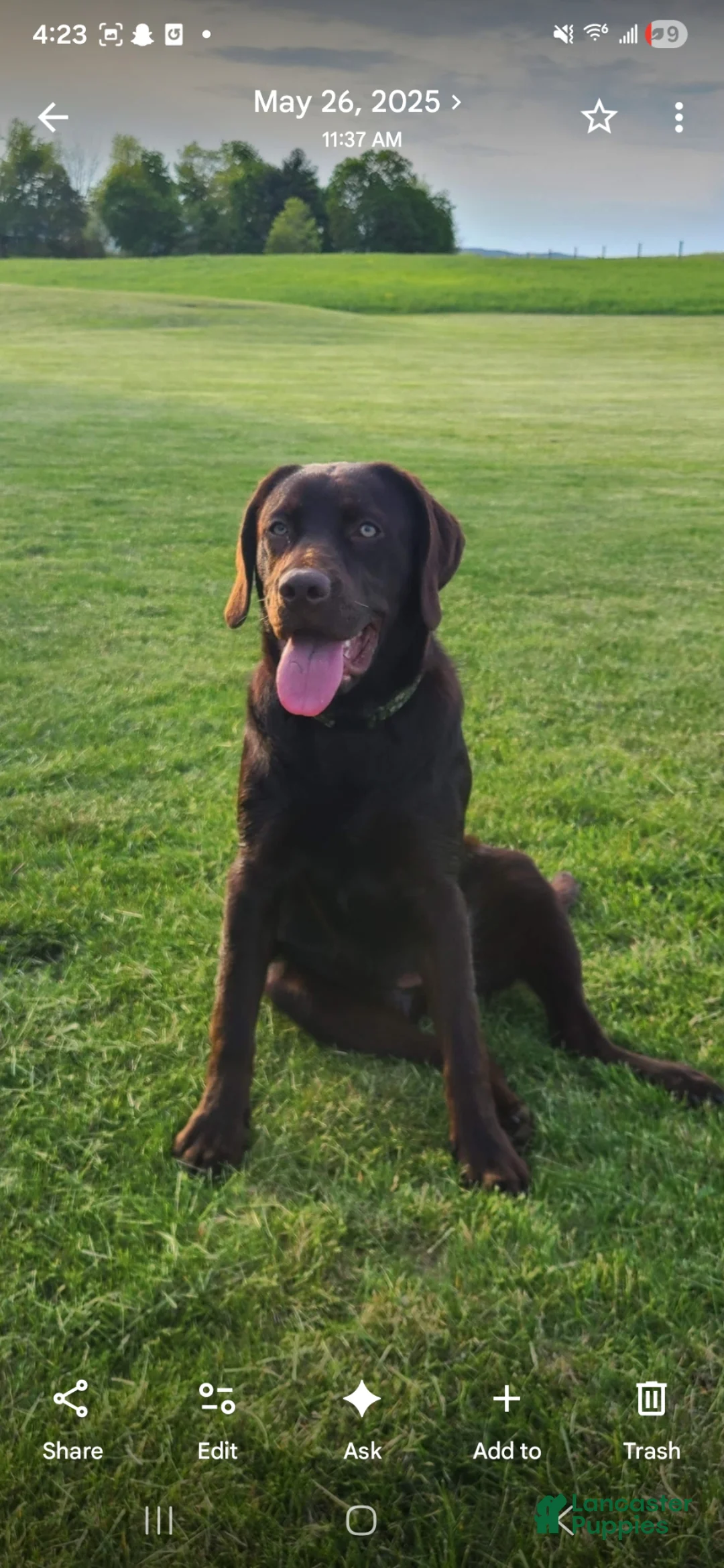 Labrador Retriever dogs for sale: Hazel - Ad 4