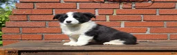 Mixed Breed dogs for sale: Cody - Ad 7