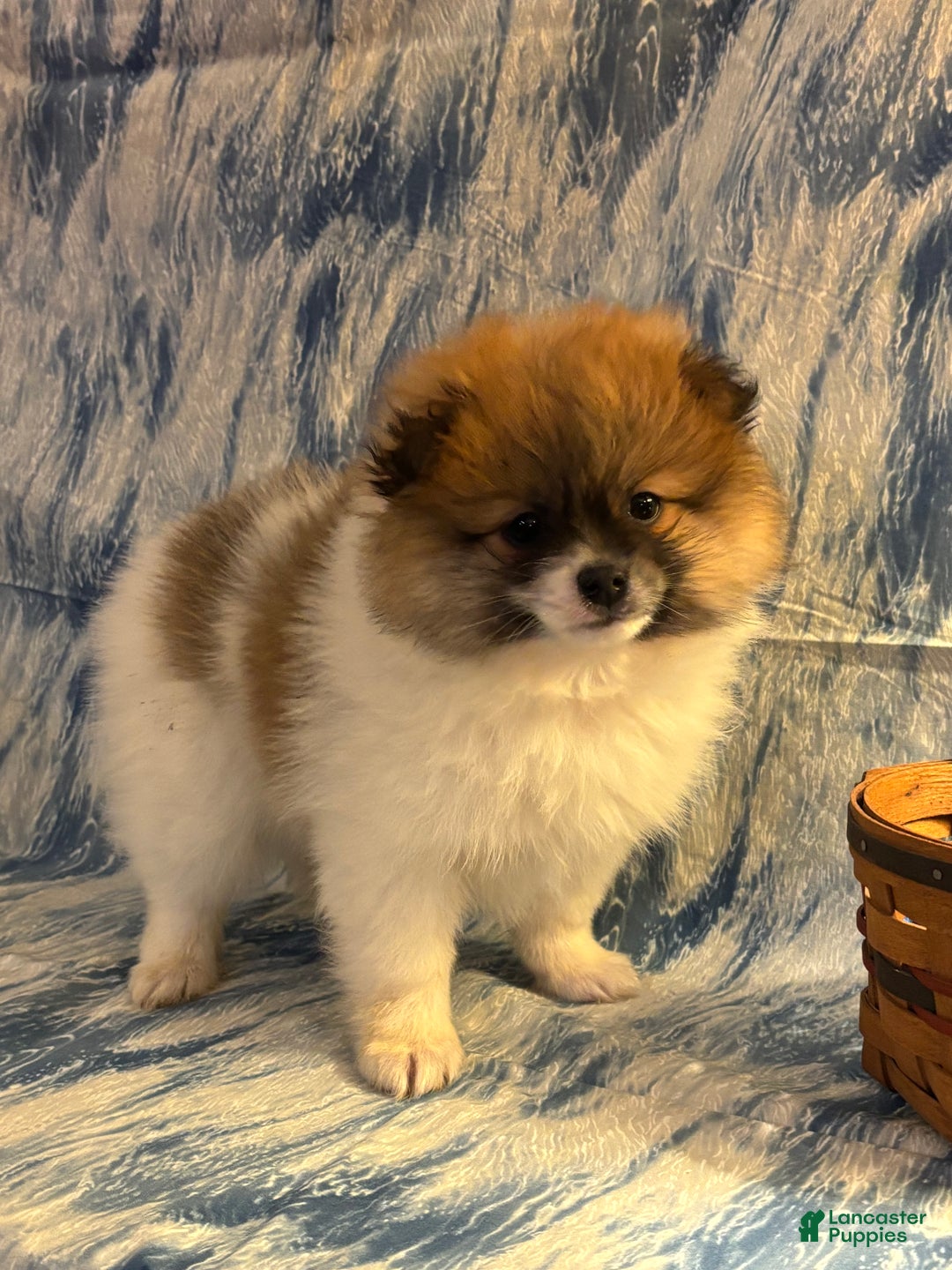 Pomeranian dogs for sale: Sam - Ad 1
