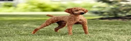 Cavapoo dogs for sale: Jax - Ad 13