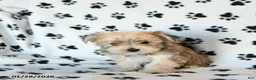 Morkie dogs for sale: Nugget - Ad 5