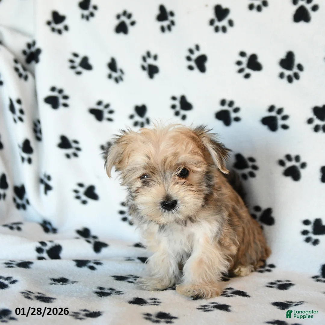 Morkie dogs for sale: Nugget - Ad 5