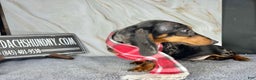 Miniature Dachshund dogs for sale: Pra clear CH Parents AKC  - Ad 5