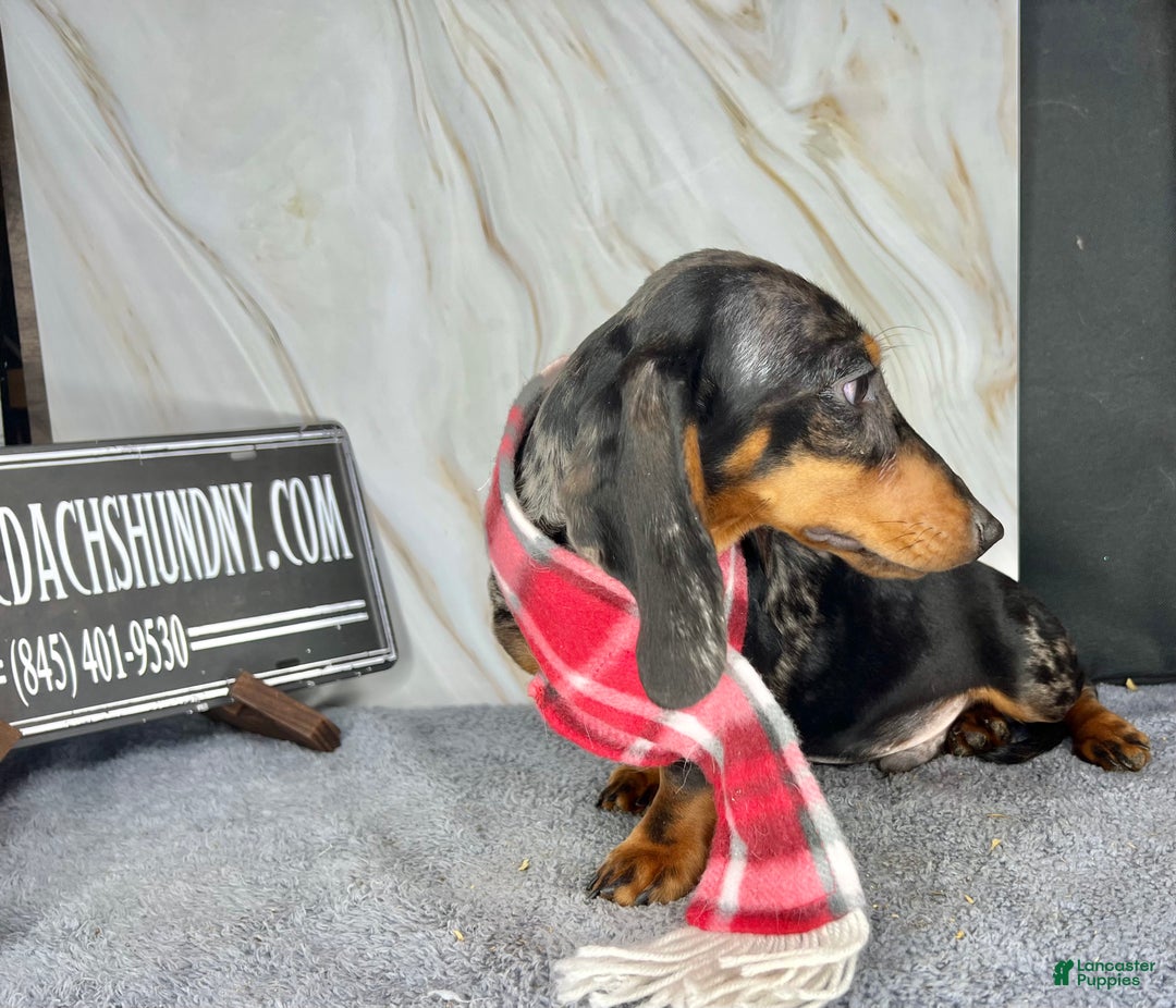 Miniature Dachshund dogs for sale: Pra clear CH Parents AKC  - Ad 5
