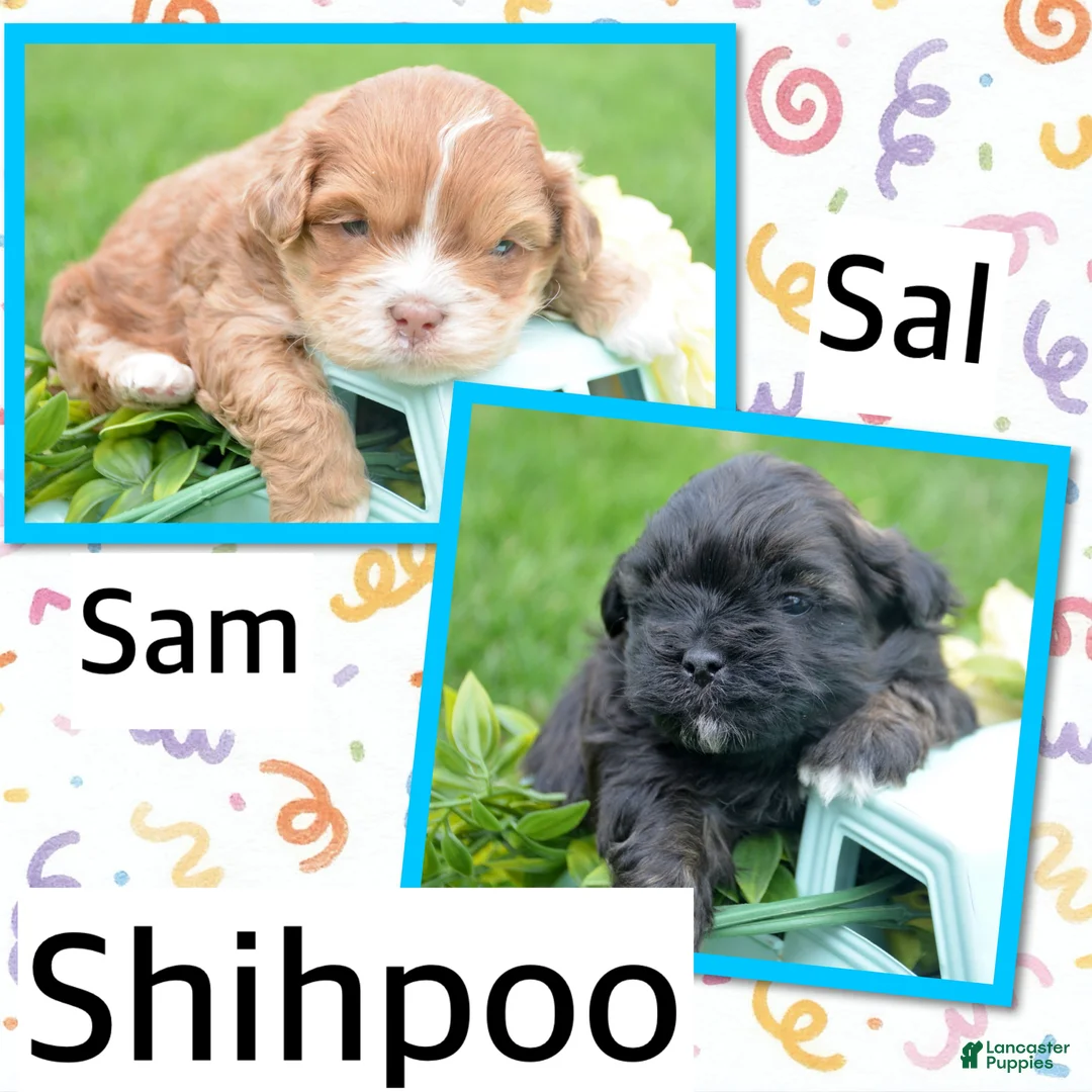 Shihpoo dogs for sale: Shihpoo Sam - Ad 2