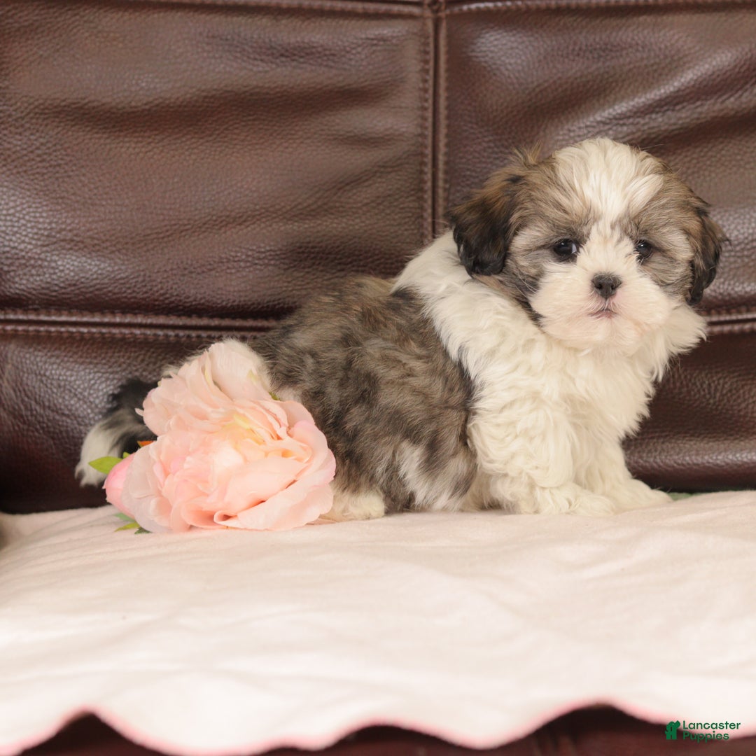 Mixed Breed dogs for sale: Copper - Ad 6