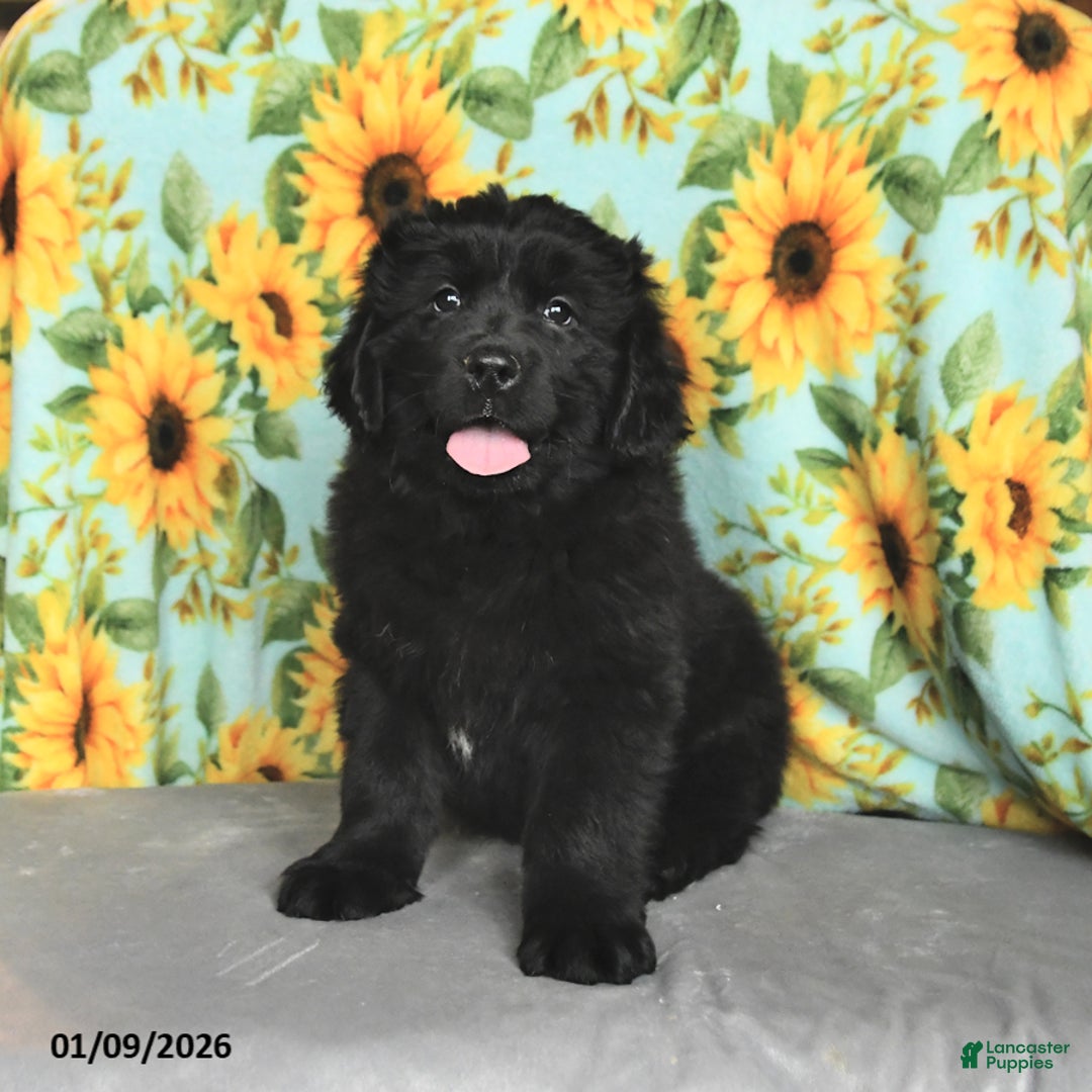 Newfoundland dogs for sale: Skittles - Ad 3