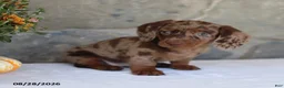 Miniature Dachshund dogs for sale: Hadley - Ad 4