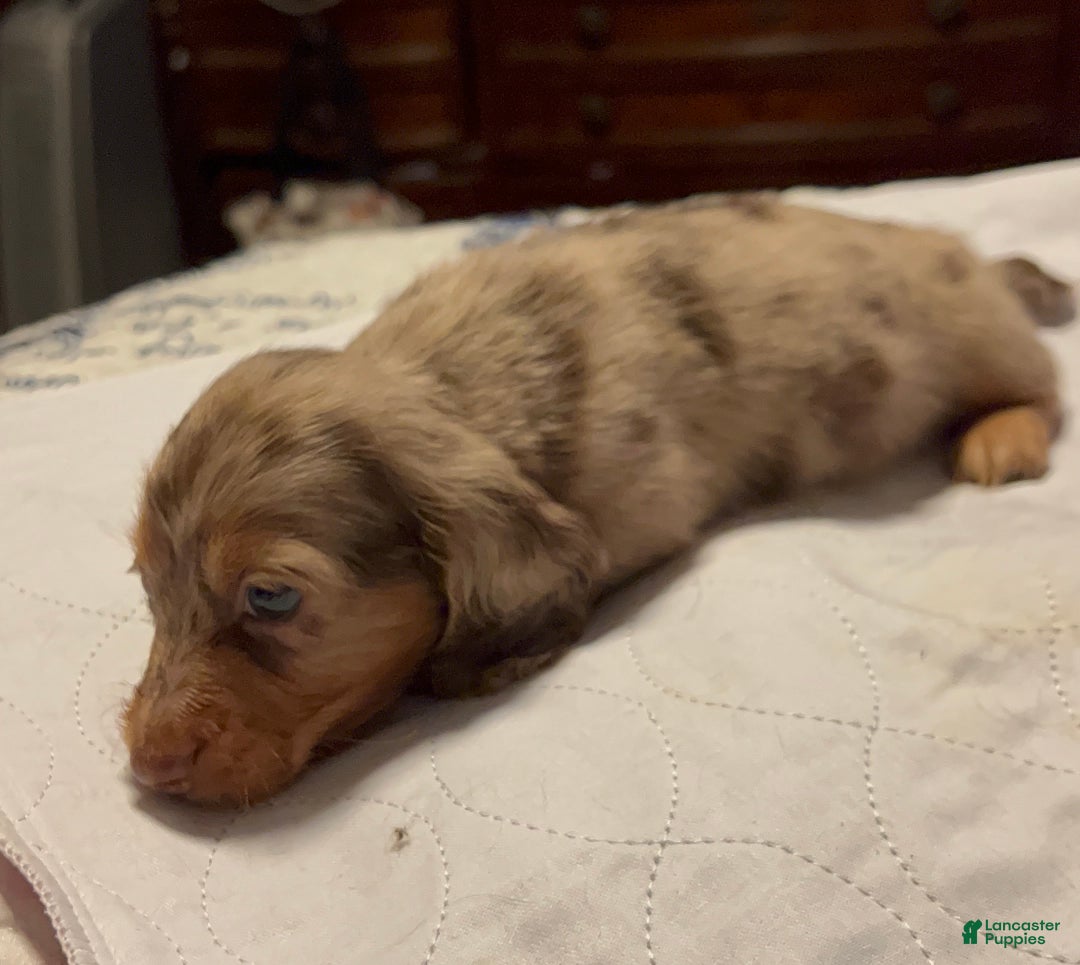 Miniature Dachshund dogs for sale: Miniature Dachshund Puppy 1 - Ad 5