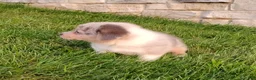 Welsh Corgi Pembroke dogs for sale: Welsh Corgi Pembroke 2 - Ad 5
