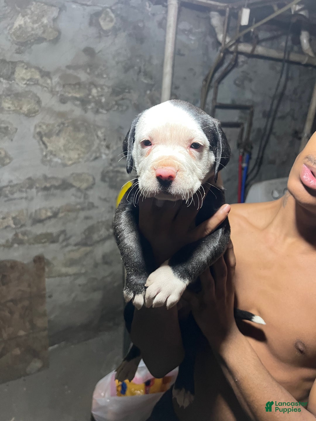 American Pit Bull Terrier dogs for sale: Chubbs - Ad 4