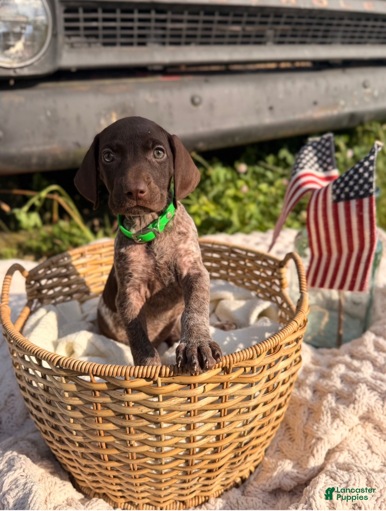 German Shorthaired Pointer dogs Darby - Ad 2