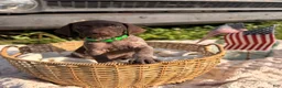 German Shorthaired Pointer dogs for sale: Darby - Ad 2