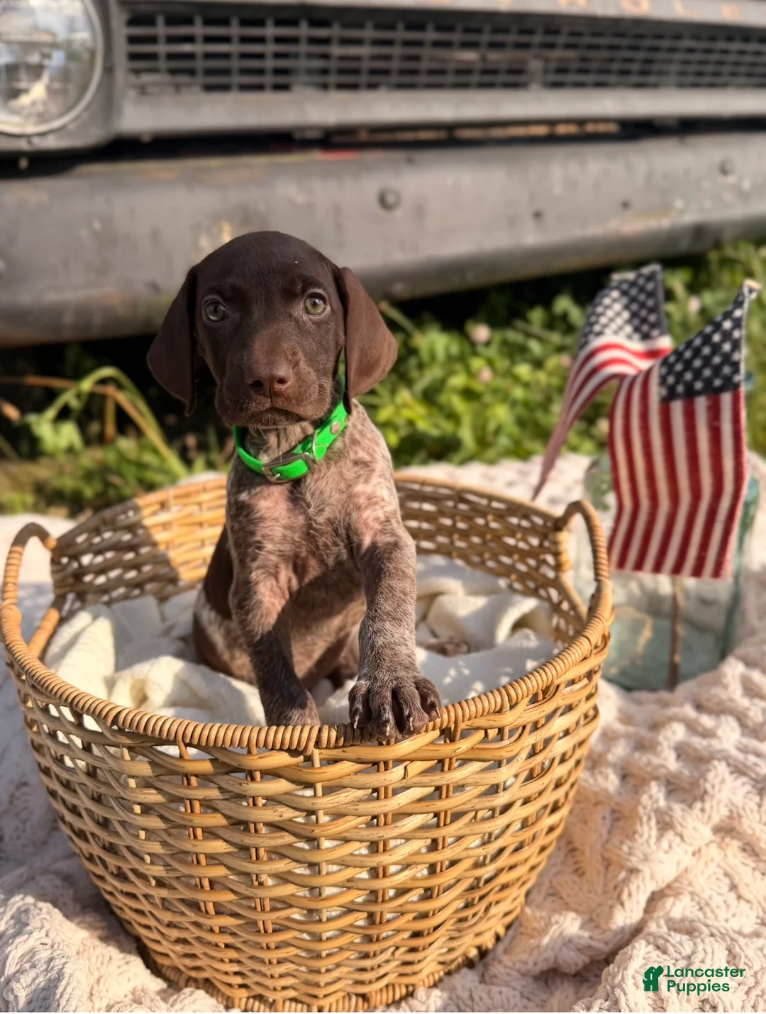 German Shorthaired Pointer dogs for sale: Darby - Ad 2
