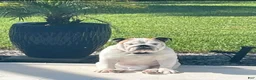 English Bulldog dogs for sale: English Bulldog 1 - Ad 2