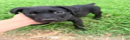 Cane Corso dogs for sale: Cain AKC red collar - Ad 11