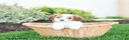 Cavapoo dogs for sale: Butterfly - Ad 1