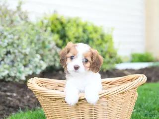 Cavapoo dogs for sale: Butterfly - Ad 4