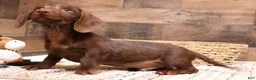 Miniature Dachshund dogs for sale: Wright chocolate wirehair - Ad 2