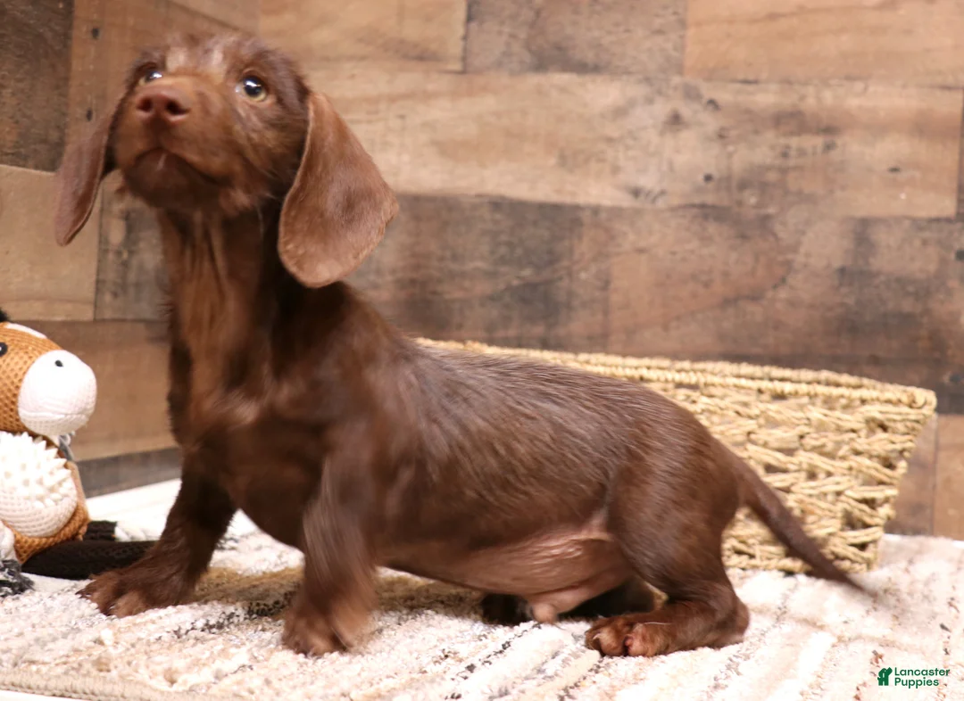 Miniature Dachshund dogs for sale: Wright chocolate wirehair - Ad 2