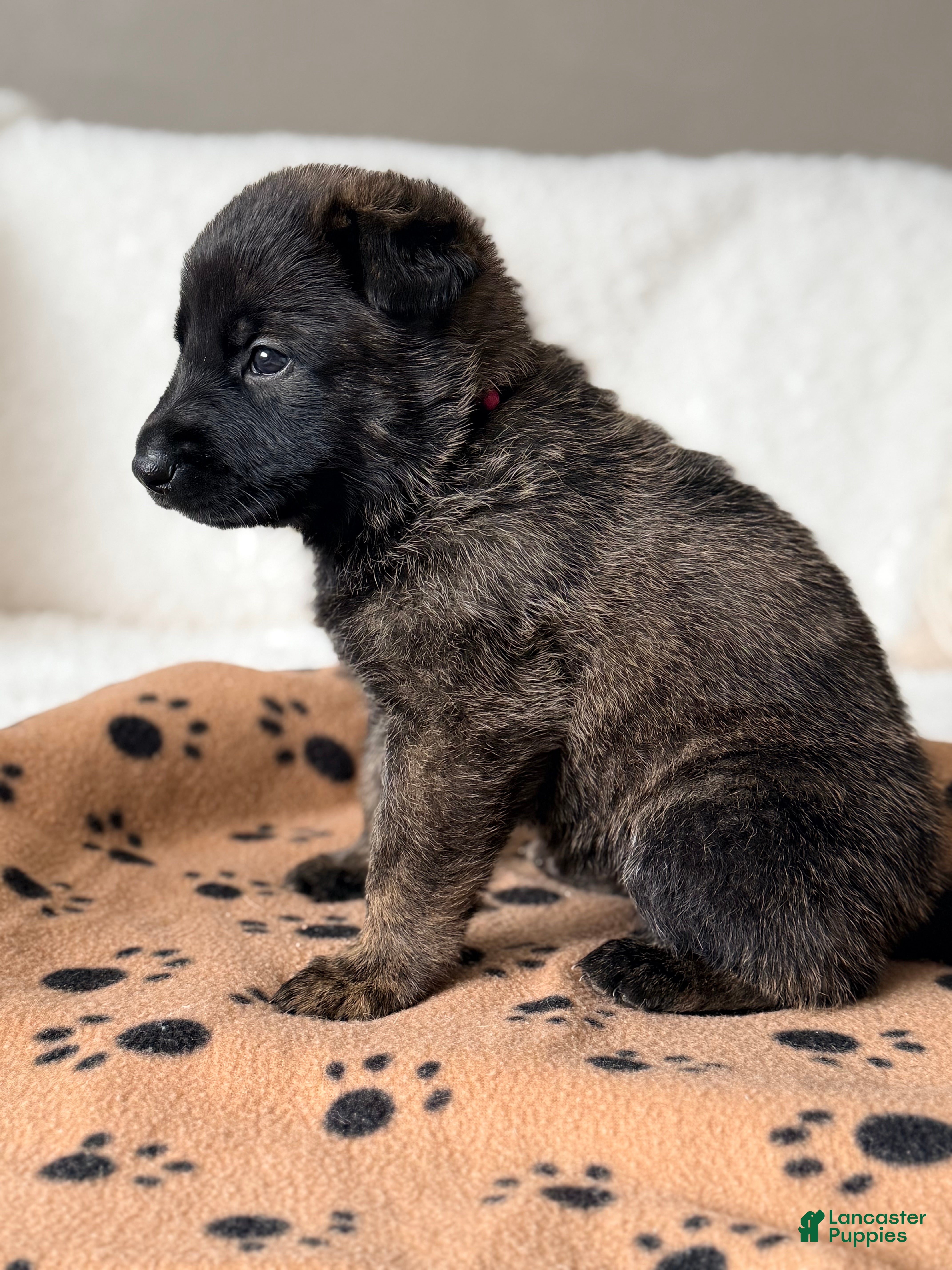 Mixed Breed dogs Mixed Breed Puppy 2 - Ad 22