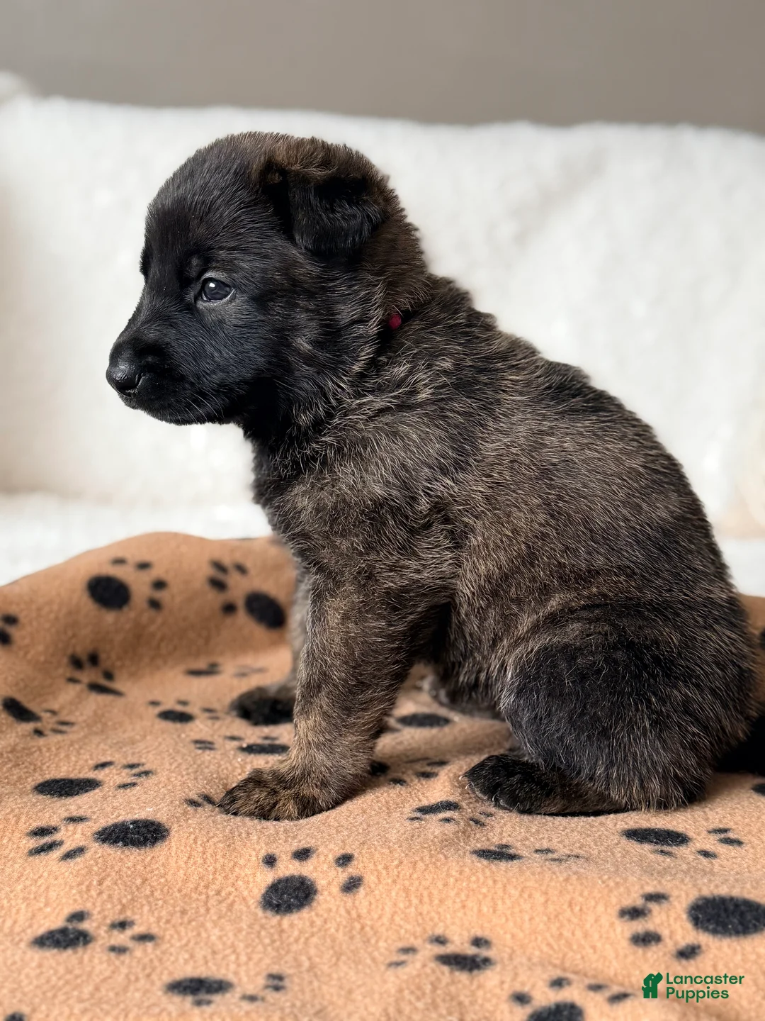 Mixed Breed dogs for sale: Mixed Breed Puppy 2 - Ad 1