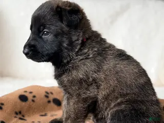 Mixed Breed dogs Mixed Breed Puppy 2 - Ad 22