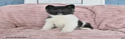 Akita dogs for sale: Flicker - Ad 1