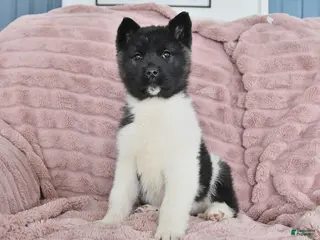 Akita dogs for sale: Flicker - Ad 3