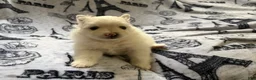 Pomeranian dogs for sale: Linen - Ad 6