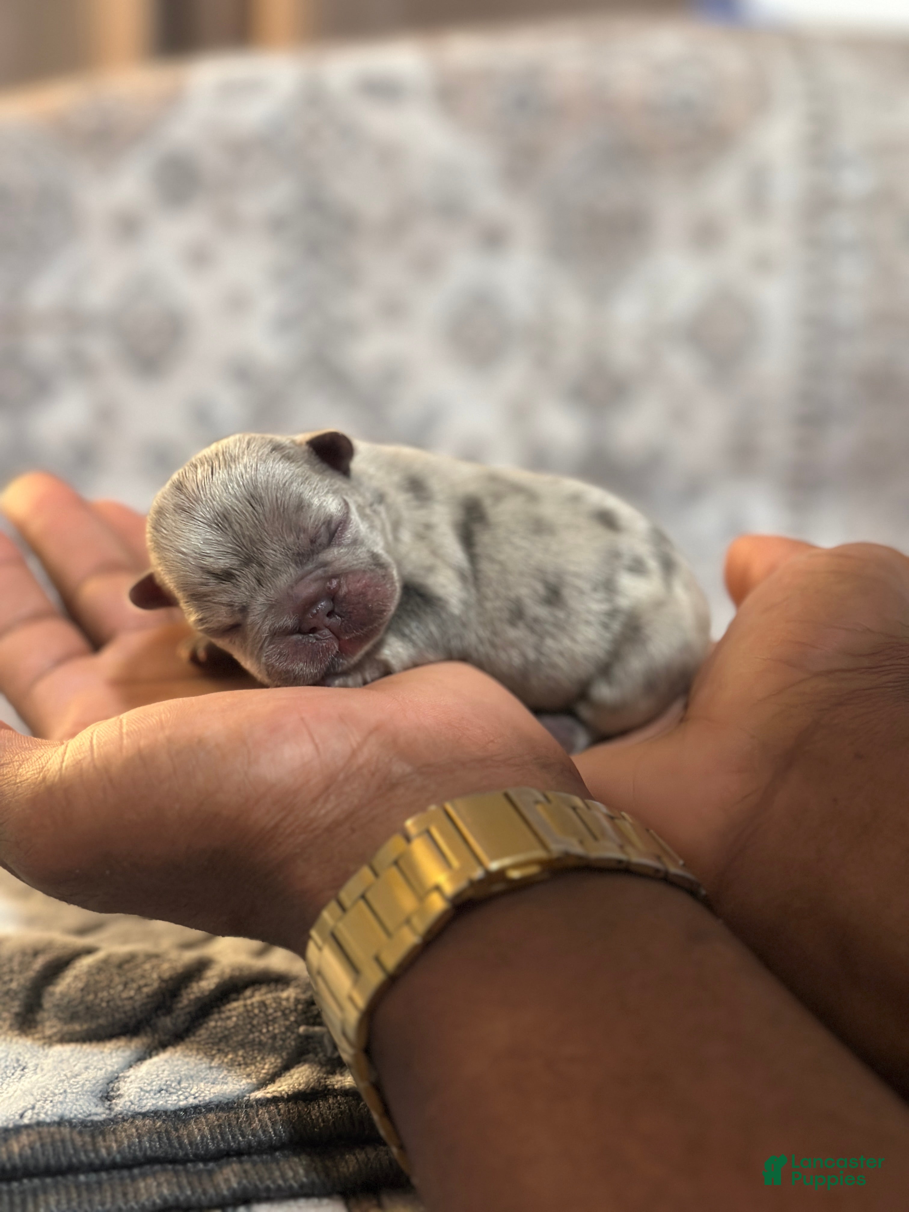 French Bulldog dogs for sale: Bee - Ad 2