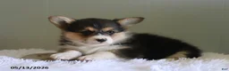 Welsh Corgi Pembroke dogs for sale: Cassie - Ad 1