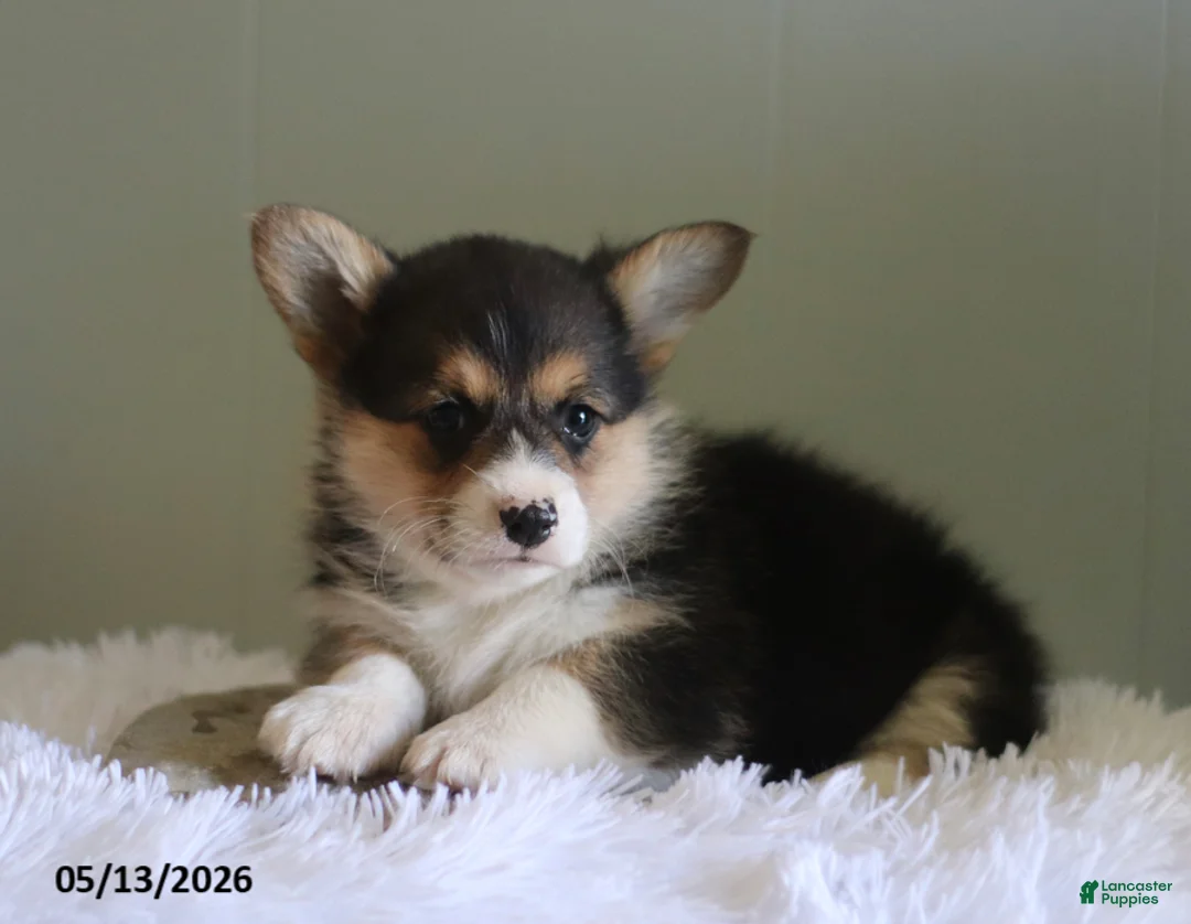 Welsh Corgi Pembroke dogs for sale: Cassie - Ad 1