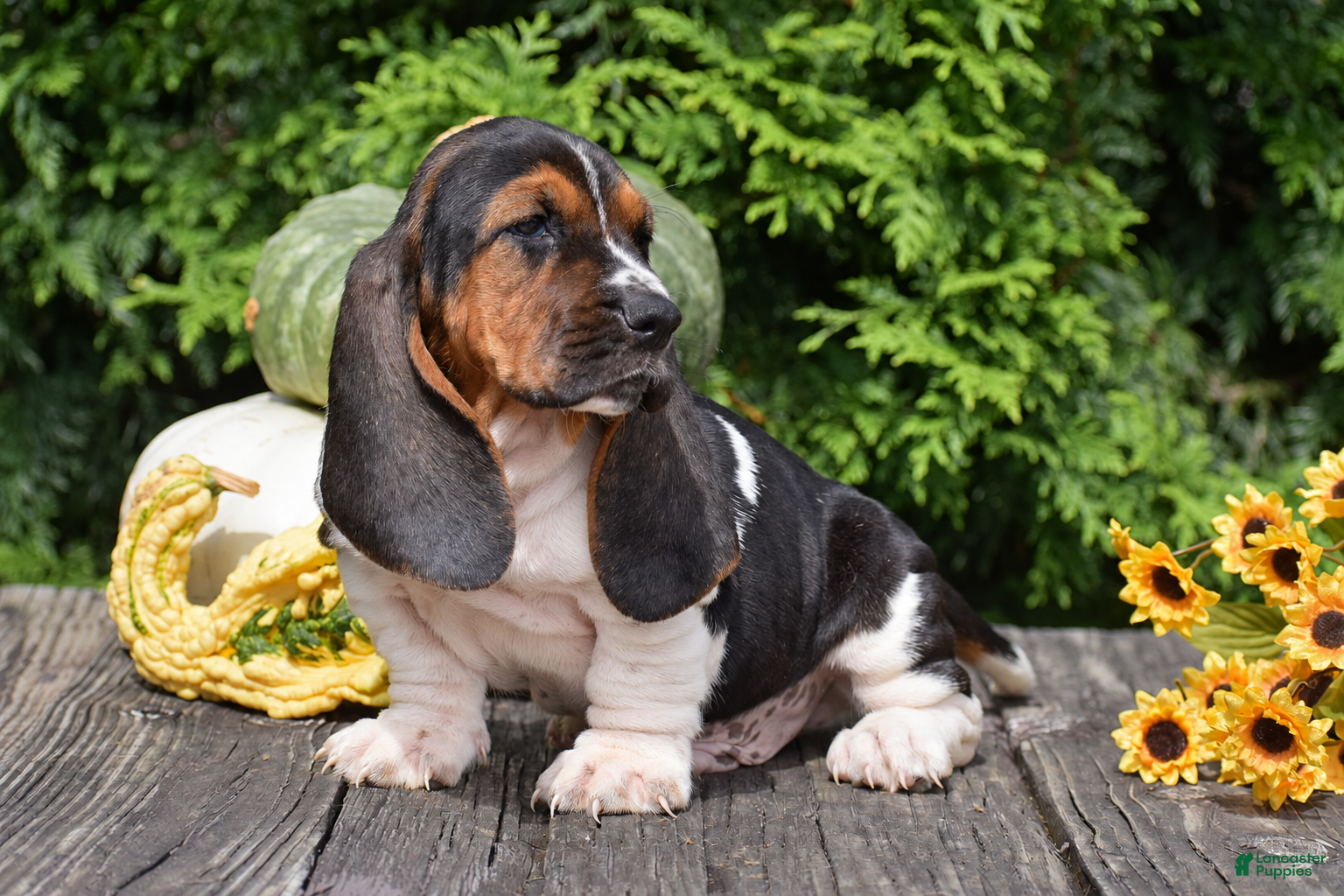 Basset Hound dogs Landon - Ad 2