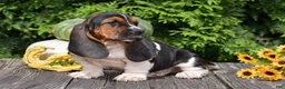Basset Hound dogs for sale: Landon - Ad 2