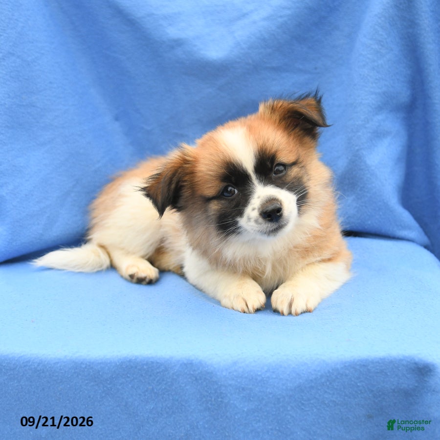 Mixed Breed dogs Gracie - Ad 2