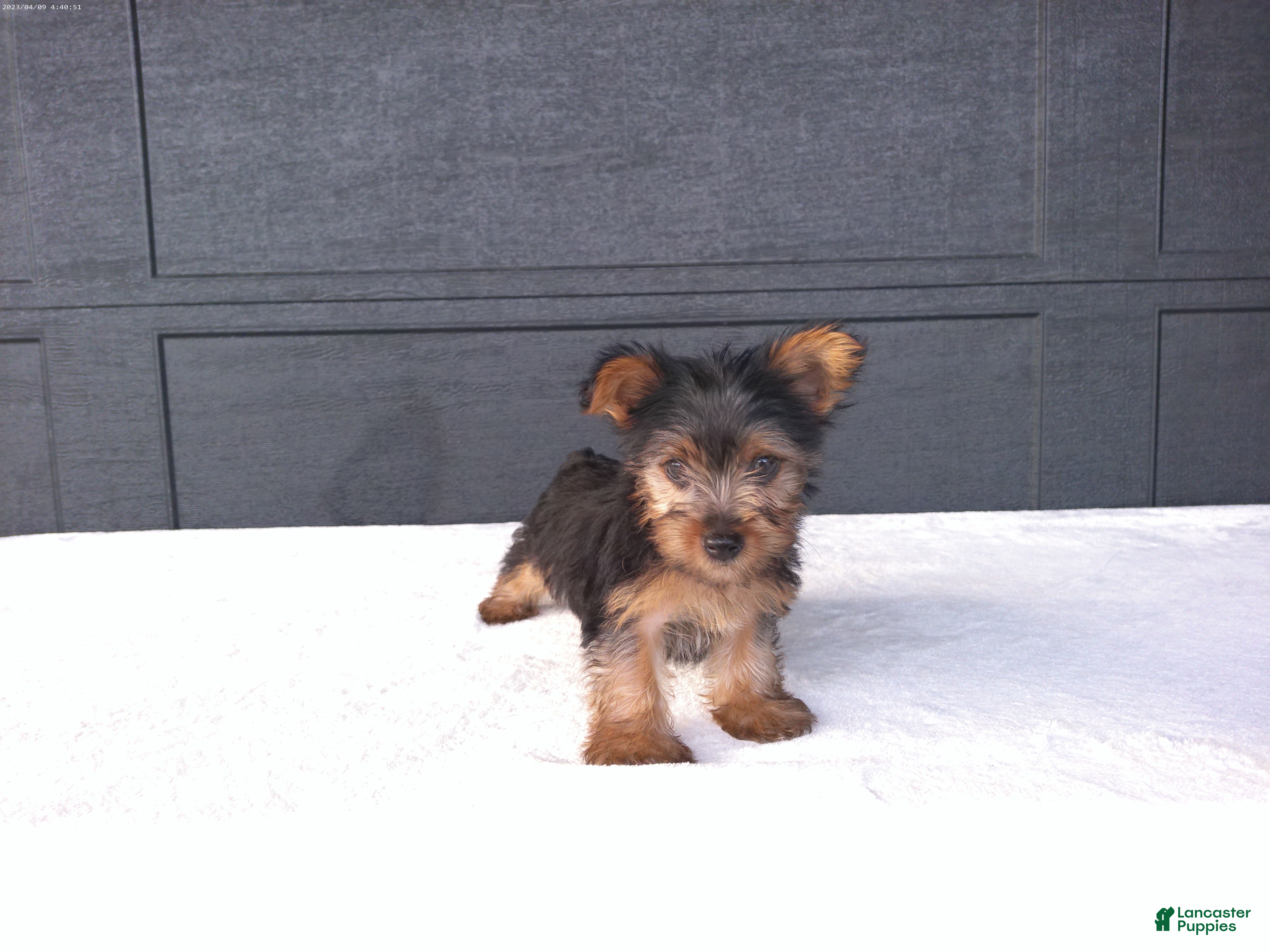 Yorkshire Terrier dogs for sale: Sammy  - Ad 1